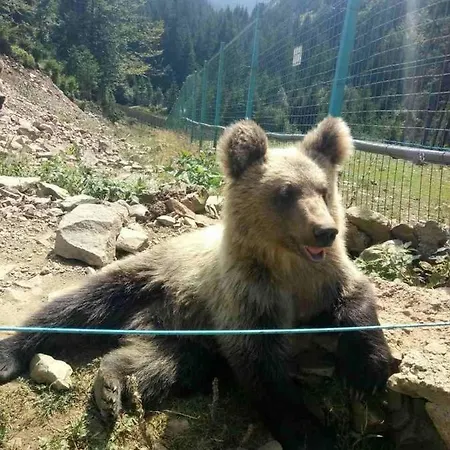 в карпатах Шале